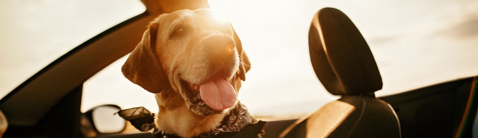 Yellow lab dog with bandana sitting in passenger seat of convertible